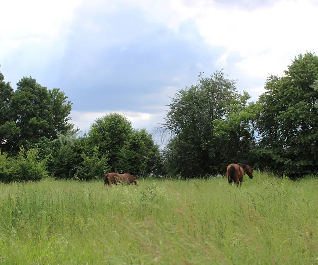 Tierärztin Dr. Wanas