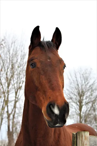 Pferd Wanas